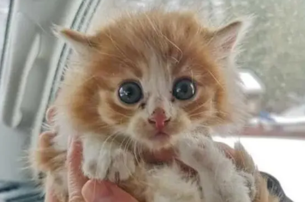 下班回家发现床上有3只小猫，主人顿时有点懵