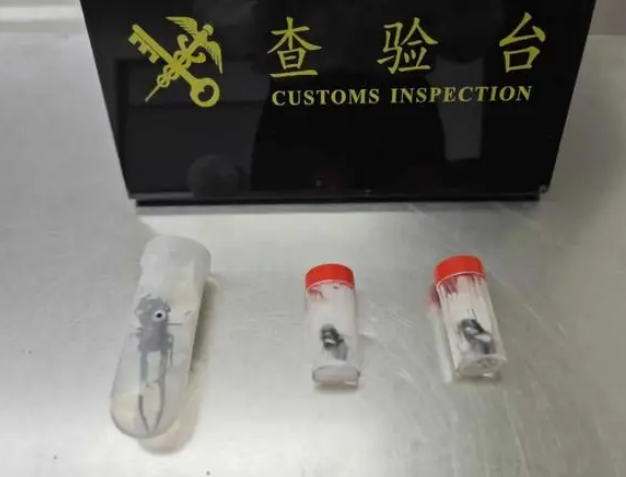 深圳海关在旅客裤袋查获3只活体甲虫！