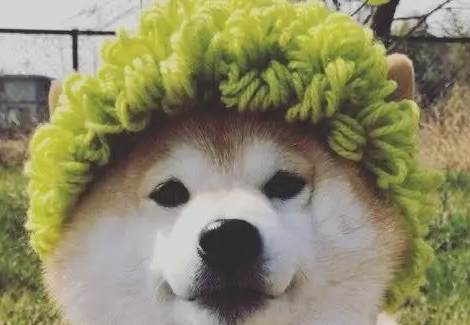 主人给柴犬织的帽子，都绿得让人发慌了