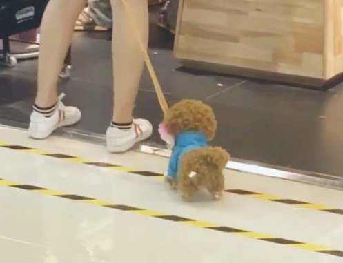 看到一个小姐姐在遛狗，老感觉哪里不对