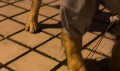 狗子突然不走了，女子才发现狗子被雨帽遮住了眼睛。