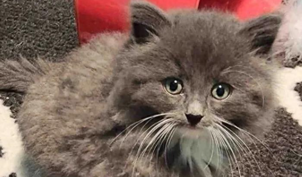 流浪小猫查出罕见病，历尽艰辛保住性命，如今蜕变等待新家