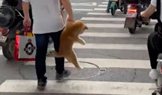 过马路的时候，大叔直接就提起狗狗走！