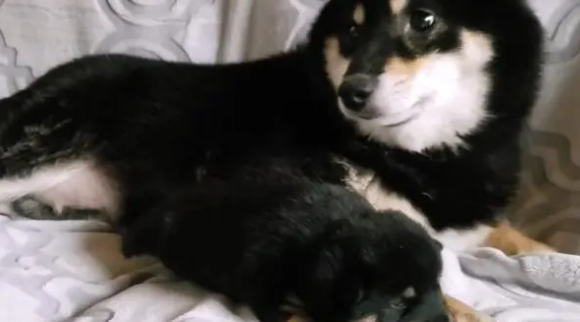 柴犬紧抱自己孩子，哀求主人放下它，就生了一只，别送走了
