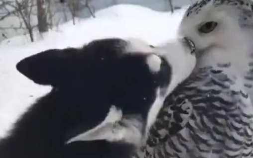 哈士奇在雪地里遇到了猫头鹰，结果上去就是一个强吻