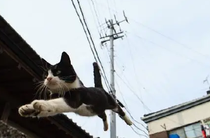 猫真的有九条命？专家把150只猫从高楼扔下，结果你猜怎么着？ 