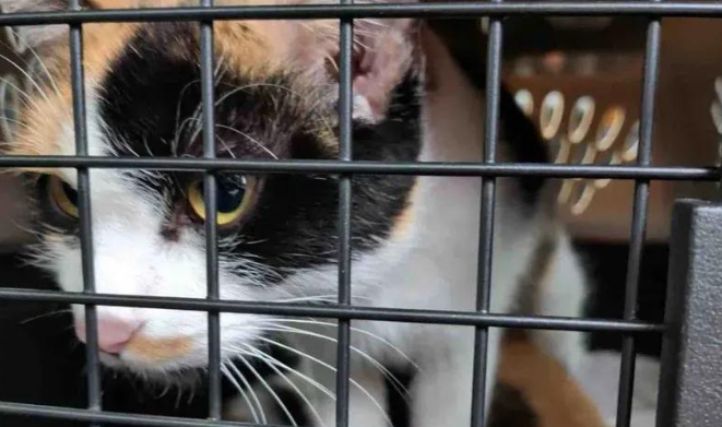 连猫带笼被扔停车场，带回家才发现，猫妈妈其实也还是个孩子