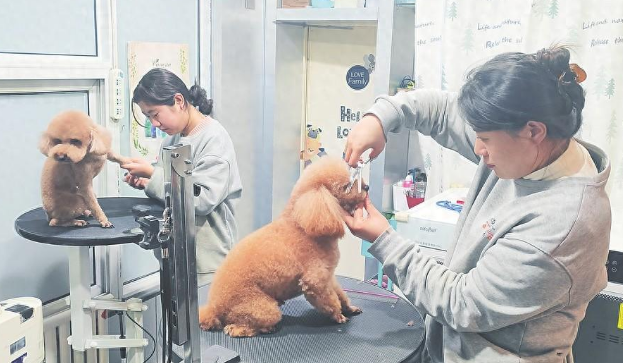 省城“宠物经济”缘何升温？
