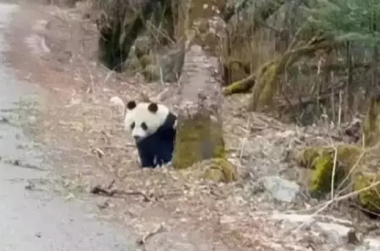 网友偶遇一只横穿马路的熊猫，探头探脑的样子不要太萌！