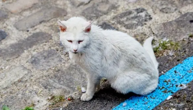  江西一学校回应“捉流浪猫”争议：批评教育保安