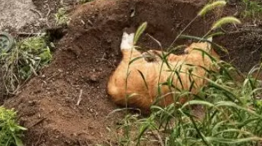 小姐姐发现一只流浪橘猫，以为在吹风晒太阳，没想到已经去了喵星