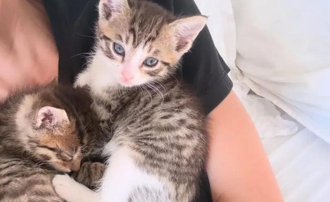两只狸花猫兄弟被救助，生病期间哥哥寸步不离