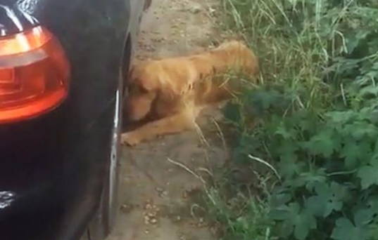 主人不幸溺亡，忠犬金毛苦苦守候，拒绝离开事发地