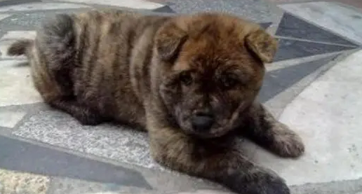 150块的中华田园犬,宠物医生要用2万回购 150块的中华田园犬,宠物医生要用2万回购