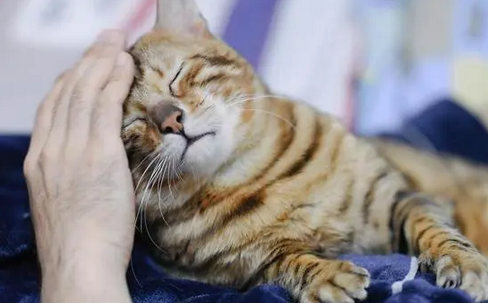 主人在猫咪身上看到一个奇怪的小东西,医生说的话让他一阵庆幸! 主人在猫咪身上看到一个奇怪的小东西,医生说的话让他一阵庆幸!