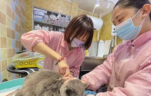 为小猫小狗染色、造型、药浴、按摩……服务宠物,他们是认真的 为小猫小狗染色、造型、药浴、按摩……服务宠物,他们是认真的