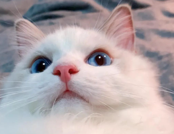 仙气飘飘的布偶猫，主人却给它起这个名字...落差太大，笑喷了！