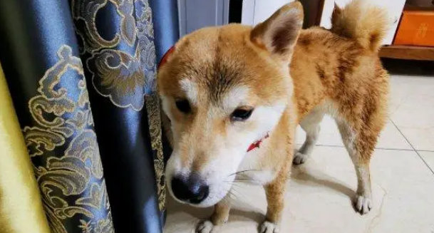 想出去玩要靠自己,柴犬抓到了主人的“软肋”,百试百灵 想出去玩要靠自己,柴犬抓到了主人的“软肋”,百试百灵