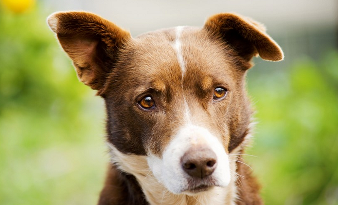 爱犬相伴老人18年 人狗情深让市民感动不已 爱犬相伴老人18年 人狗情深让市民感动不已