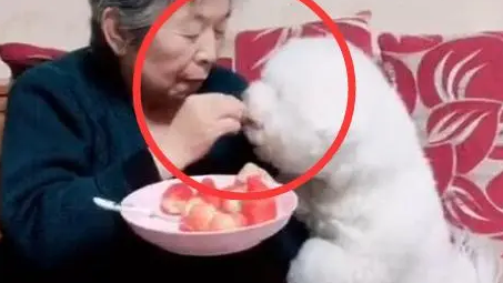 主人外出将狗狗放在奶奶家,几张喂狗的照片感动无数网友! 主人外出将狗狗放在奶奶家,几张喂狗的照片感动无数网友!