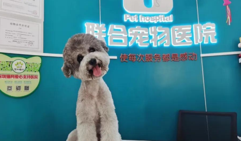 资本巨头涌入宠物赛道，宠物医疗行业能改变“缺医生，少良药”的现状吗？