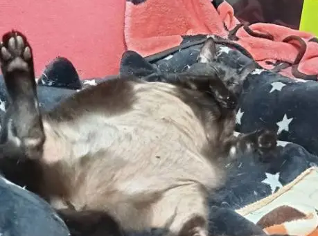 谁说黑色显瘦?黑猫竟比橘猫还要胖,肥美大肚跟怀孕一样 谁说黑色显瘦?黑猫竟比橘猫还要胖,肥美大肚跟怀孕一样