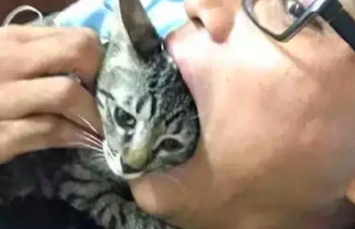 主人表演大口吞猫头,只是没想到下一秒,猫咪立马戏精上身了 主人表演大口吞猫头,只是没想到下一秒,猫咪立马戏精上身了
