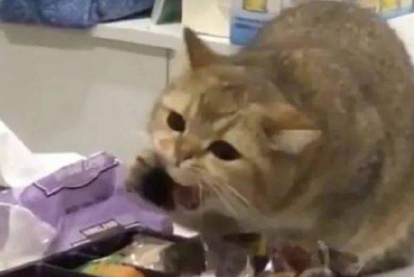 偷吃铲屎官食物的猫咪,吃到之后一脸幸福的表情 偷吃铲屎官食物的猫咪,吃到之后一脸幸福的表情