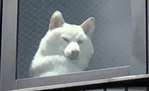 柴犬戏精上身,每日都在窗户警告主人,主人每次离开都后背发凉! 柴犬戏精上身,每日都在窗户警告主人,主人每次离开都后背发凉!