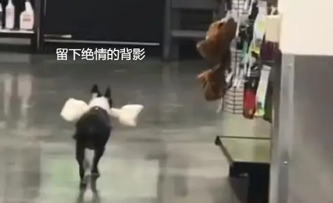狗狗第一次逛超市,叼着大骨头就往外跑,铲屎的我先走一步了 狗狗第一次逛超市,叼着大骨头就往外跑,铲屎的我先走一步了