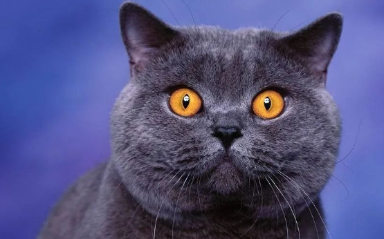 流浪猫天天在特警基地捣乱,没挨骂反倒成了吉祥物...... 流浪猫天天在特警基地捣乱,没挨骂反倒成了吉祥物......
