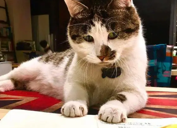 流浪猫当了四年“伴读”，进展厅观看毕业作品，却被保安直接抱走