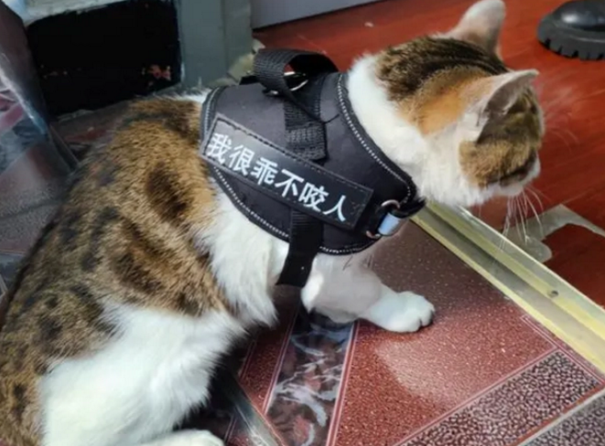 这只猫出生就有编制，好羡慕啊！