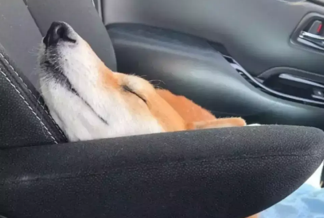 主人开车带柴犬出去玩，中途转身一看，他被萌翻了