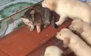 狗宝宝出生后，家里的猫咪感觉生无可恋：熊孩子走开！