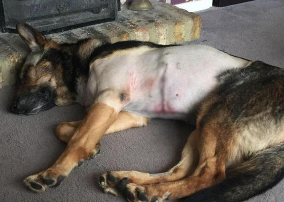 牧羊犬为救主人和劫匪撕咬在了一起,连中3枪,主人:请救救它! 牧羊犬为救主人和劫匪撕咬在了一起,连中3枪,主人:请救救它!