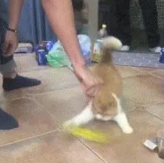 铲屎官晃动逗猫棒，猫咪的身体也跟着左右晃，这波操作我能笑一天