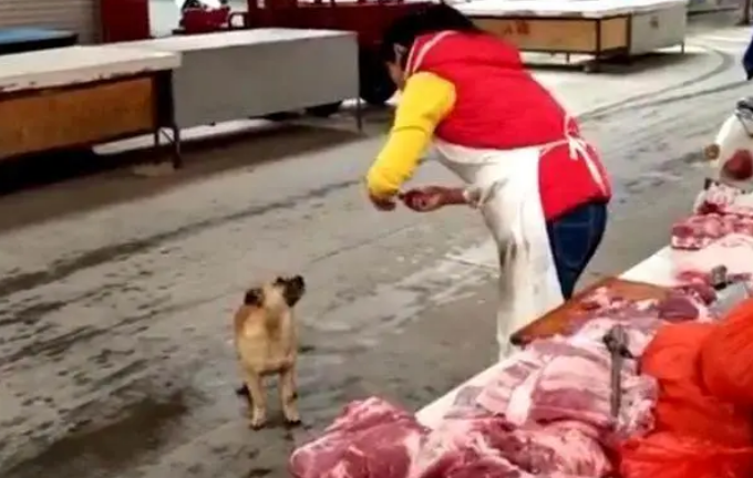 “狗来富”竟是真的！卖肉老板喂给流浪狗几块肉后，生意爆火...