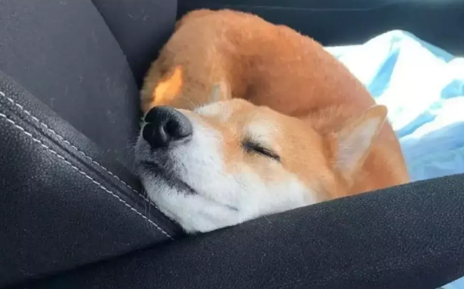 主人开车带柴犬出去玩,中途转身一看,他被萌翻了 主人开车带柴犬出去玩,中途转身一看,他被萌翻了