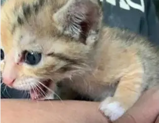 爱猫去世不久，主人就收编了一只小猫，看到鼻子上的胎记感动泪奔