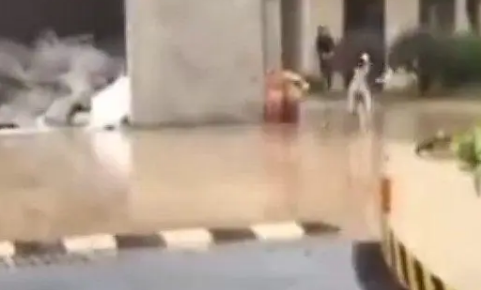 下雨了主人被困,于是哈士奇给主人送雨伞,网友直呼:二哈没白养 下雨了主人被困,于是哈士奇给主人送雨伞,网友直呼:二哈没白养