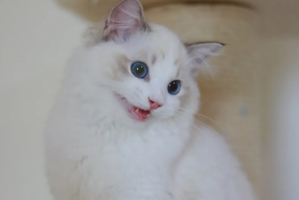 可爱的布偶猫,真的是太漂亮了,网友:这可是猫中公主啊! 可爱的布偶猫,真的是太漂亮了,网友:这可是猫中公主啊!
