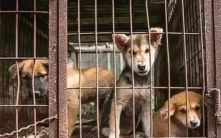 为什么被送进屠宰场的狗狗都跑不掉?看完很心疼 为什么被送进屠宰场的狗狗都跑不掉?看完很心疼