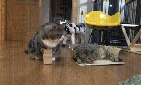 气死个人了!刚给猫咪买了新猫窝,结果它一转身钻进了快递盒 气死个人了!刚给猫咪买了新猫窝,结果它一转身钻进了快递盒
