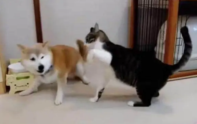 柴犬一直在挑逗喵星人,最后被拳打脚踢一顿立马靠墙待着不敢动 柴犬一直在挑逗喵星人,最后被拳打脚踢一顿立马靠墙待着不敢动