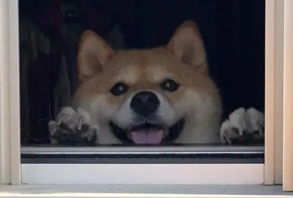 柴犬每天在窗口目送主人,表情超甜,主人走远后它的眼神让人心疼 柴犬每天在窗口目送主人,表情超甜,主人走远后它的眼神让人心疼