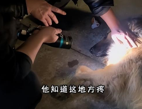 狗狗走丢3天后回来了,全家人都惊喜不已:失而复得的感觉真好 狗狗走丢3天后回来了,全家人都惊喜不已:失而复得的感觉真好