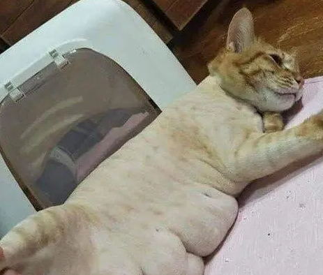 主人给橘猫剃毛，看到猫咪正面忍不住笑喷：像只“白斩鸡”