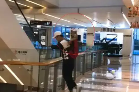 逛商场偶遇一只柴犬,柴柴特别开心,笑容把人萌哭了 逛商场偶遇一只柴犬,柴柴特别开心,笑容把人萌哭了