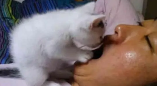 趁主人睡觉,小猫咪扒开他的嘴 趁主人睡觉,小猫咪扒开他的嘴